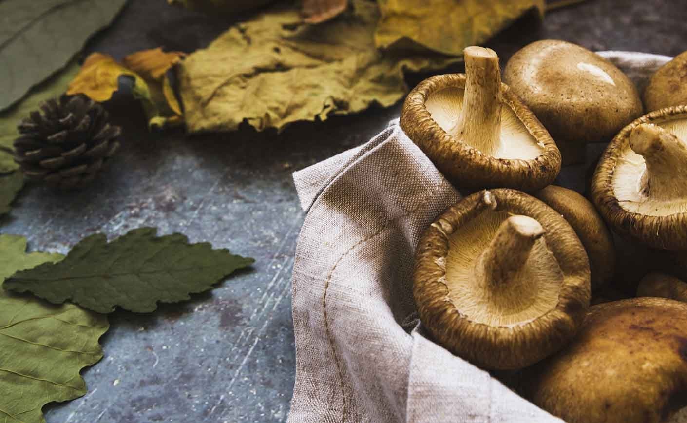 Autumnal forest aperitif